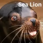 Yuno Miles - Sea Lion